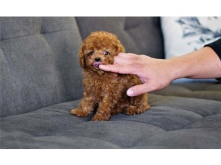 Pure breed Toy Poodle puppies for sale