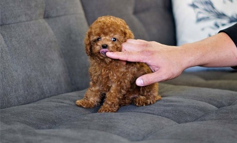 pure-breed-toy-poodle-puppies-for-sale-big-0