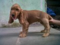 english-cocker-spaniel-puppies-for-sale-small-0