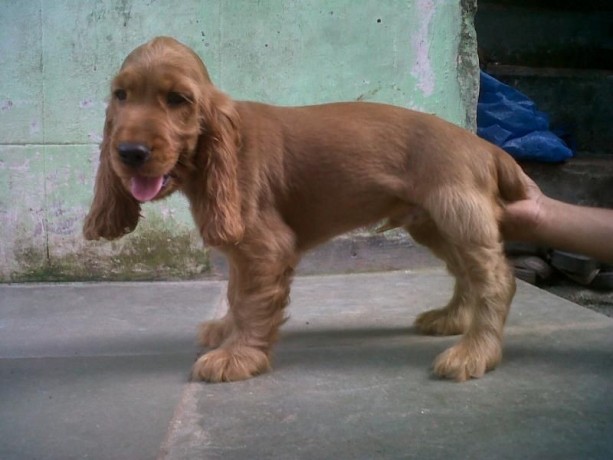 english-cocker-spaniel-puppies-for-sale-big-0