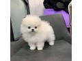 trained-pomeranian-puppies-for-sale-small-0