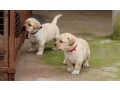 labrador-puppies-for-sale-small-0