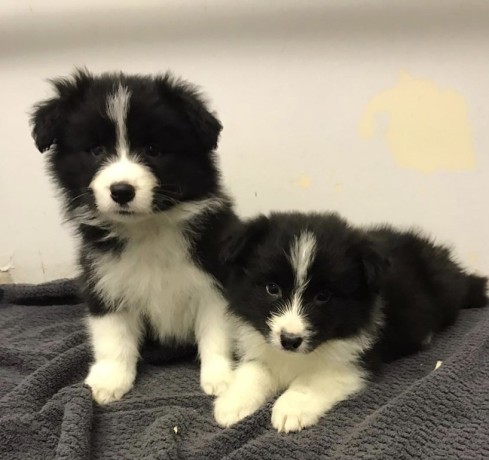 border-collie-puppies-for-sale-big-0