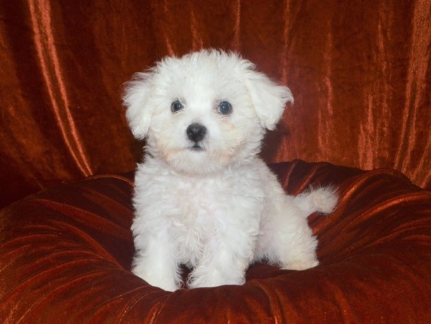 bichon-frise-puppies-for-sale-big-0