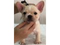 french-bulldog-puppies-for-sale-small-0