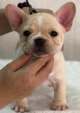 french-bulldog-puppies-for-sale-big-0