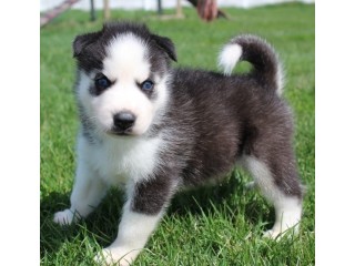 Siberian Husky puppies for sale