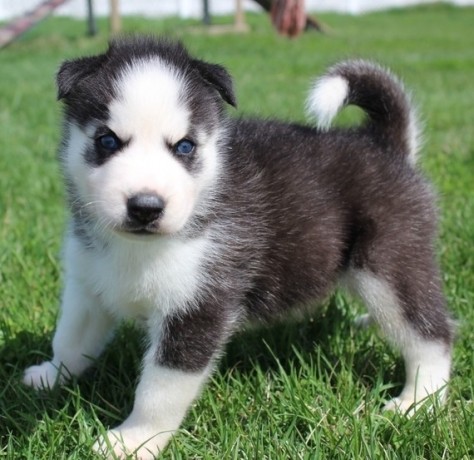 siberian-husky-puppies-for-sale-big-0