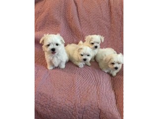 Male and Female Maltese puppies for sale
