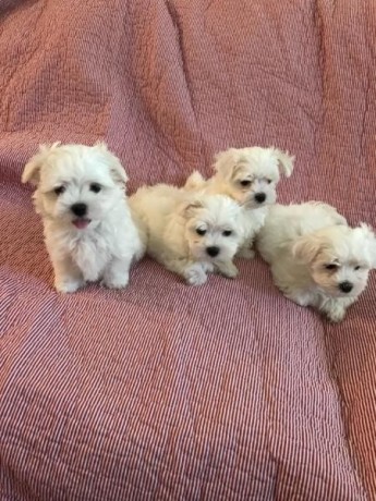male-and-female-maltese-puppies-for-sale-big-0