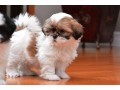 shih-tzu-puppies-available-for-sale-small-0
