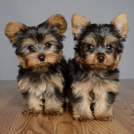 yorkshire-terriers-puppies-available-big-0