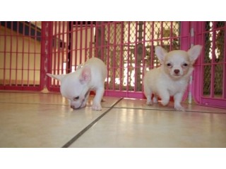 Teacup Chihuahua puppies for sale