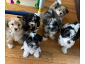 pure-breed-havanese-puppies-for-sale-small-0