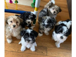 Pure breed Havanese puppies for sale