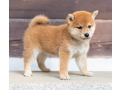 shiba-inu-puppies-available-for-sale-small-0