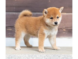 Shiba Inu puppies available for sale