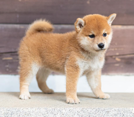 shiba-inu-puppies-available-for-sale-big-0