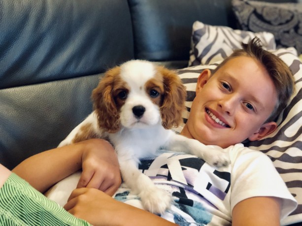 cavalier-king-charles-spaniel-puppies-for-sale-big-0