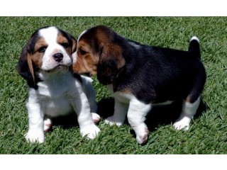 Beautiful Beagle Puppies for sale