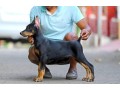 trained-doberman-pinscher-puppies-for-sale-small-0