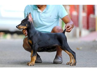 Trained Doberman Pinscher Puppies For Sale