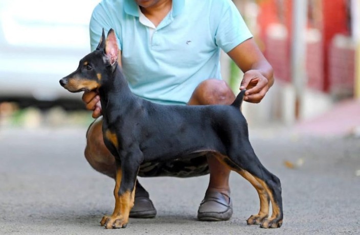 trained-doberman-pinscher-puppies-for-sale-big-0