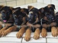 german-shepherd-puppies-for-sale-small-0