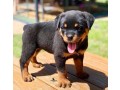 rottweiler-puppies-now-ready-small-0