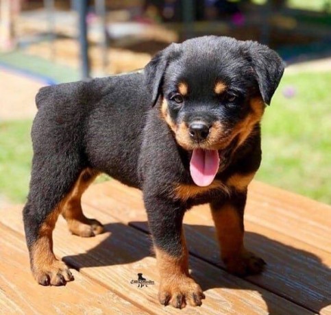 rottweiler-puppies-now-ready-big-0