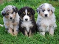 australian-shepherds-for-sale-small-0