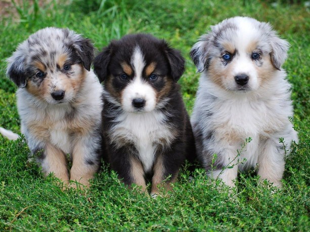 australian-shepherds-for-sale-big-0