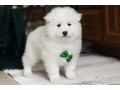 samoyed-puppies-for-sale-small-0