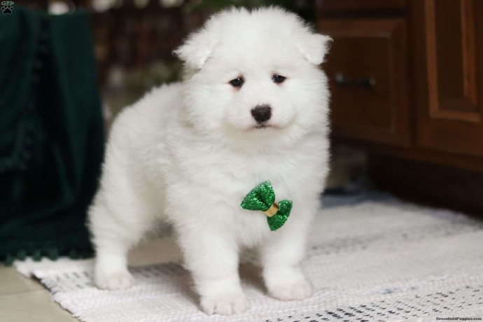 samoyed-puppies-for-sale-big-0