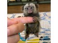 finger-marmoset-monkeys-for-sale-small-0
