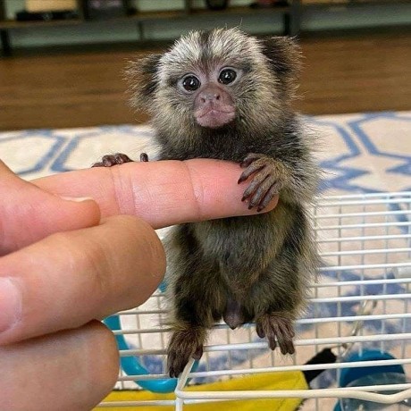 finger-marmoset-monkeys-for-sale-big-0