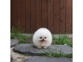 toy-pomeranian-puppies-small-0