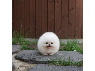Toy Pomeranian Puppies