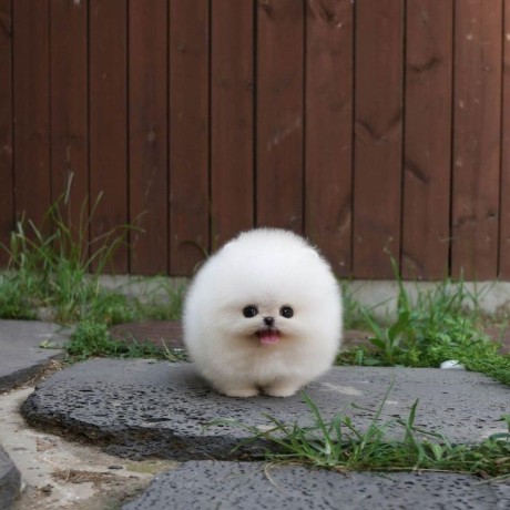 toy-pomeranian-puppies-big-0