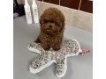 toy-poodle-puppies-small-0