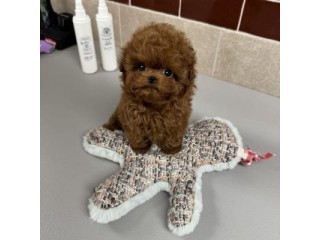 Toy Poodle Puppies