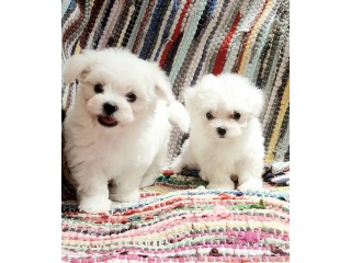 Maltese Puppies