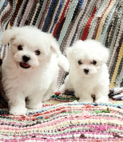 maltese-puppies-big-0