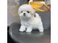 two-top-class-maltese-puppies-available-small-0