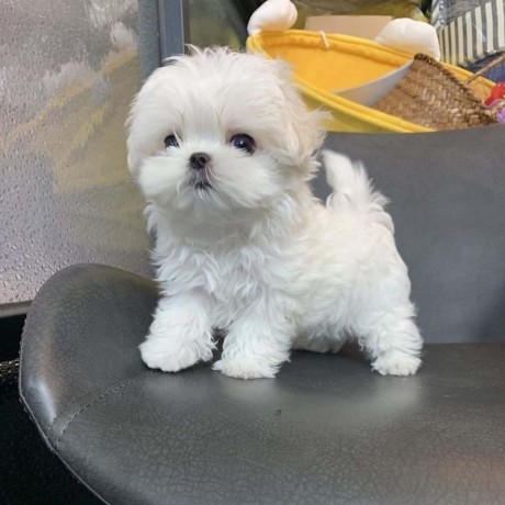 two-top-class-maltese-puppies-available-big-0