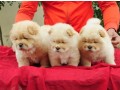 chow-chow-puppies-small-0