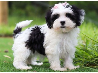 Havanese Puppies