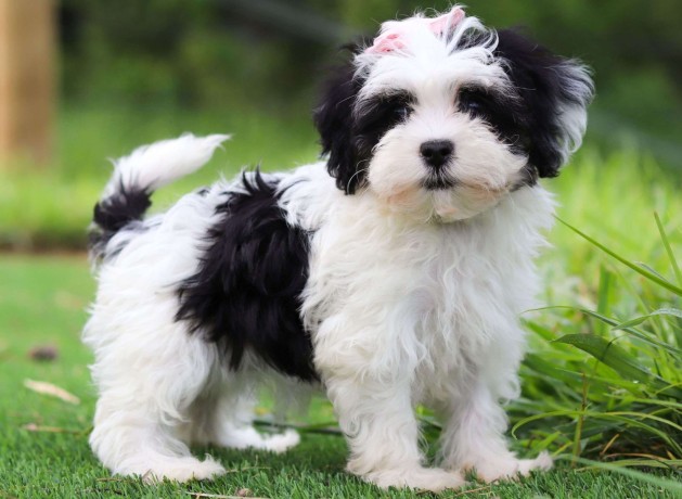 havanese-puppies-big-0