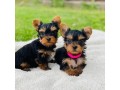 yorkshire-terrier-puppies-small-0