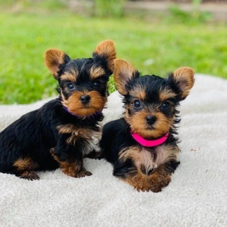 yorkshire-terrier-puppies-big-0